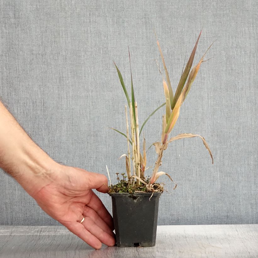Esemplare di Arundo donax - Canna comune Vasetto da 8/9 cm come consegnato in autunno