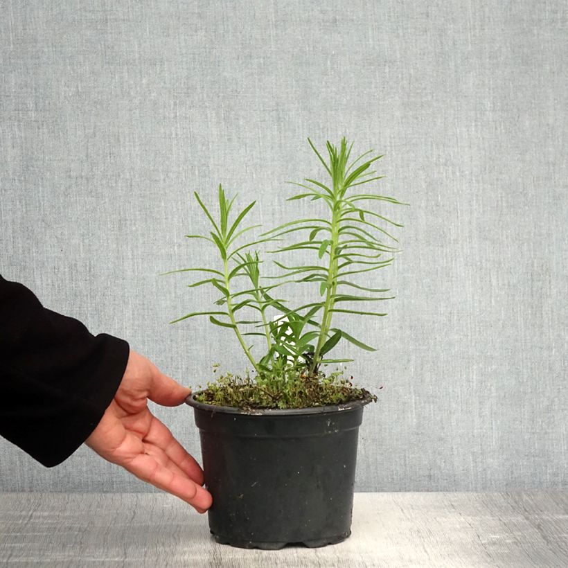 Example of Asclepias tuberosa Vaso da 2L/3L as you get in printemps