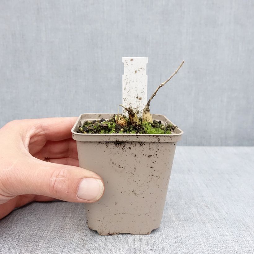 Example of Asclepias tuberosa Jaune - Erba delle farfalle Vasetto da 8/9 cm as you get in printemps