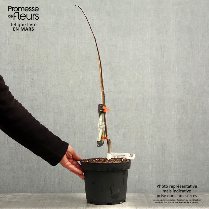 Example of Asimina triloba Sunflower - Asimina Vaso da 4L/5L as you get in printemps