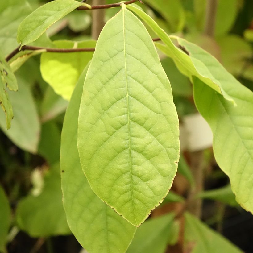 Asimina triloba - Asimina (Foliage)