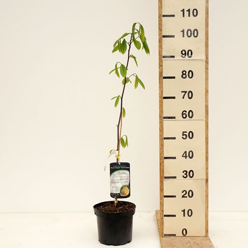 Asimina triloba Shenandoah - Asimina Vaso da 3L/4L esemplare consegnato in primavera