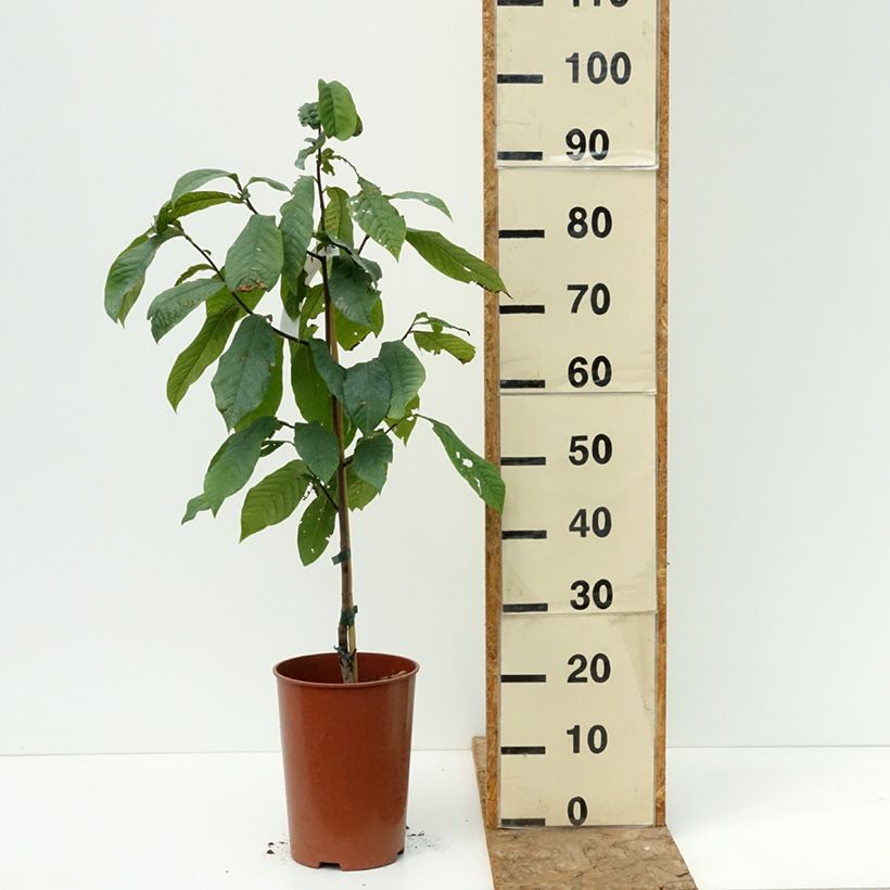 Esemplare di Asimina triloba Summer Delight Vaso da 3L/4L consegnato in estate