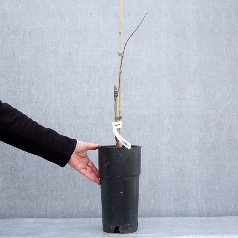 Asimina triloba Summer Delight Vaso da 3L/4L esemplare consegnato in inverno