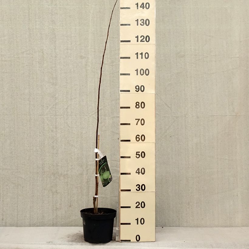 Asimina triloba Wells - Asimina Vaso da 4L/5L esemplare consegnato in primavera