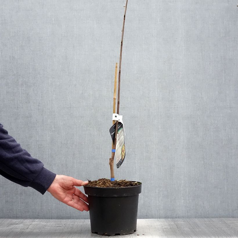 Example of Asimina triloba Allegheny - Asimina Vaso da 3L/4L as you get in printemps