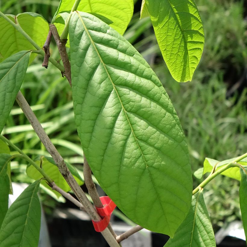 Asimina triloba Overlese - Asimina (Fogliame)