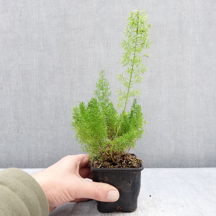 Asparagus densiflorus var. meyeri - Felce a coda di volpe Vasetto da 8/9 cm esemplare consegnato in inverno