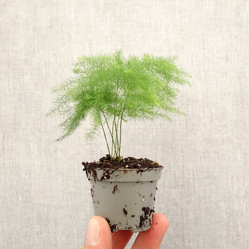 Asparagus plumosus - Asperge des fleuristes mini-pianta esemplare consegnato in primavera
