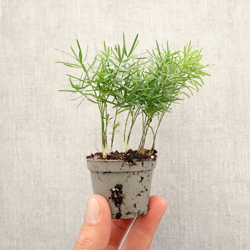 Asparagus sprengeri mini-pianta esemplare consegnato in primavera
