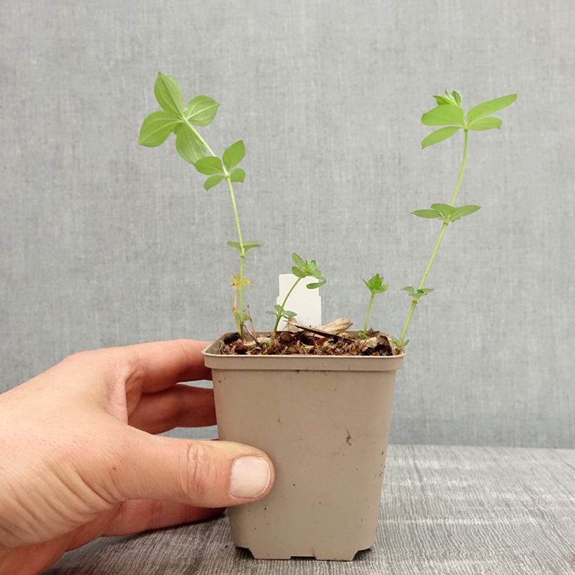 Asperula taurina - Stellina cruciata Vasetto da 8/9 cm esemplare consegnato in primavera