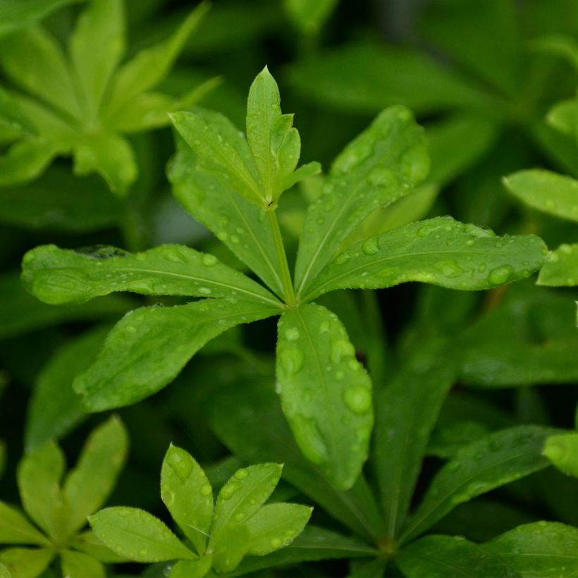 Galium odoratum - Asperula (Foliage)