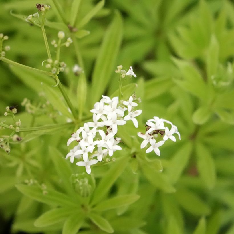 Galium odoratum - Asperula (Flowering)