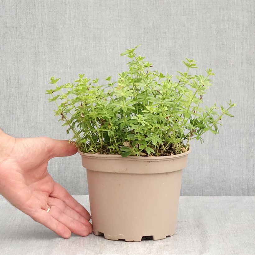 Esemplare di Galium odoratum - Asperula Vaso da 2L/3L consegnato in estate