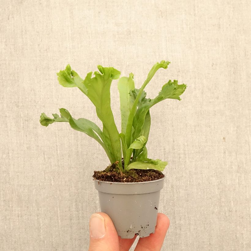 Asplenium antiquum Leslie - Felce mini-pianta esemplare consegnato in primavera