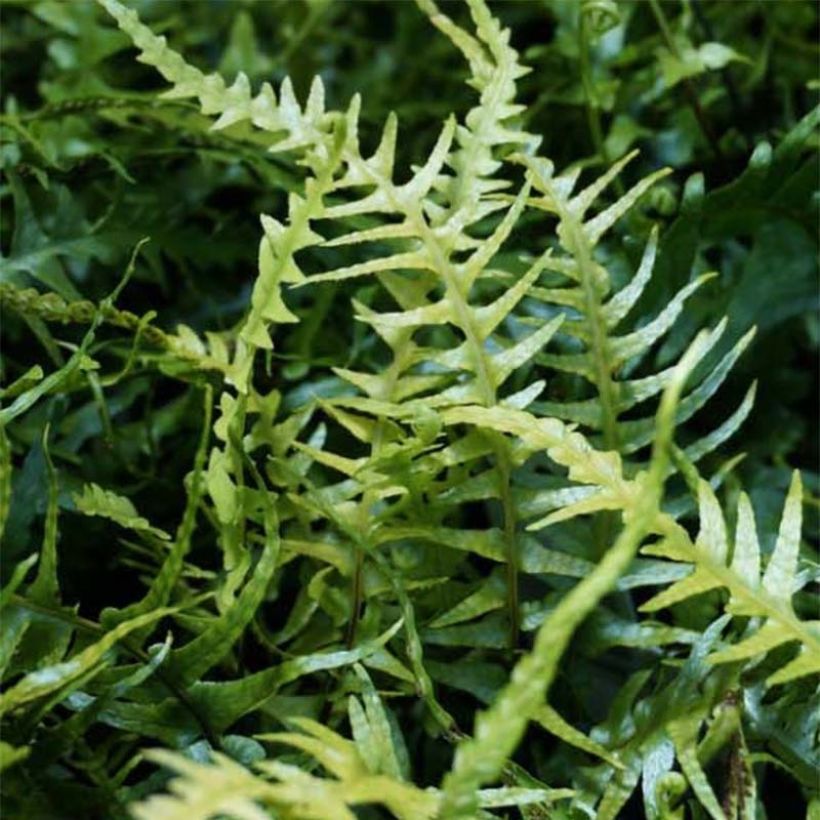 Asplenium ebenoides - Felce (Foliage)