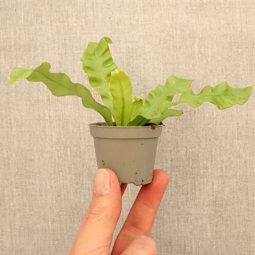 Asplenium nidus Crispy Wave - Felce mini-pianta esemplare consegnato in primavera