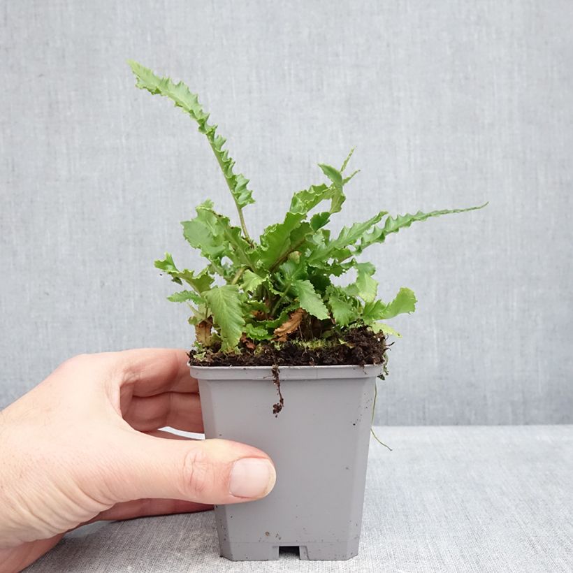 Example of Phyllitis scolopendrium Angustifolia - Asplenio Vasetto da 8/9 cm as you get in hiver