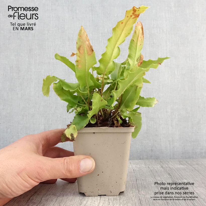 Phyllitis scolopendrium Bolton’s Nobile - Asplenio Vasetto da 8/9 cm esemplare consegnato in primavera