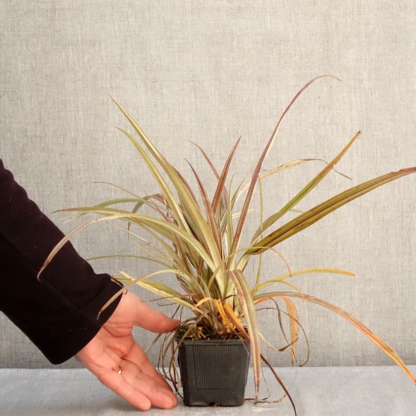 Example of Astelia nervosa Westland Vasetto da 8/9 cm as you get in hiver