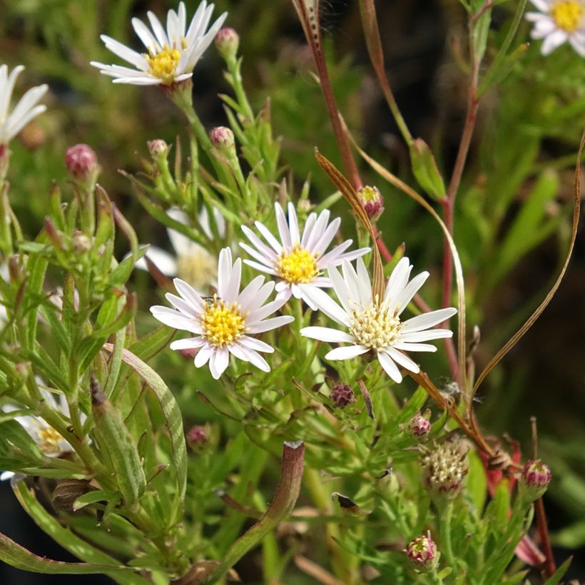 Aster linariifolius (Fioritura)