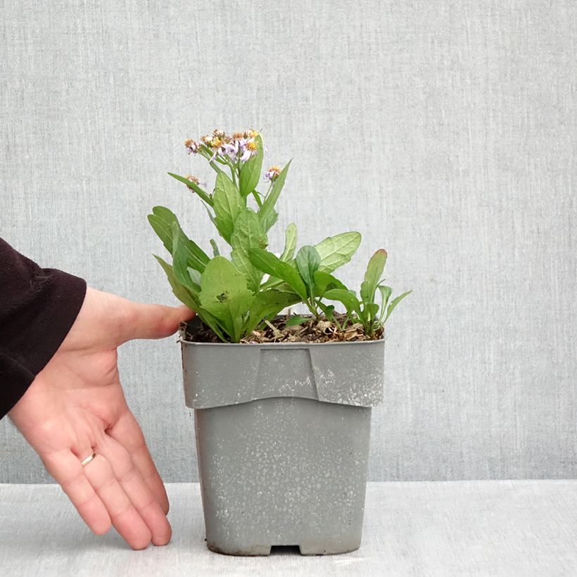 Esemplare di Aster ageratoides Adustus Nanus Vaso da 1,5L/2L come consegnato in autunno