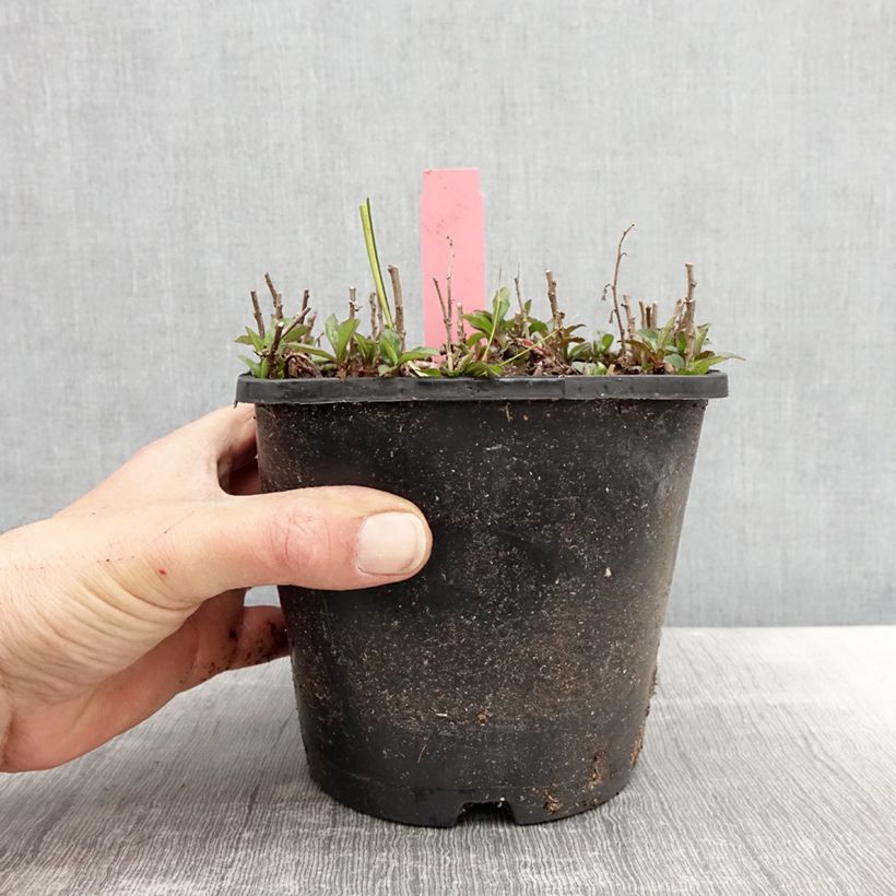 Example of Aster ageratoides Adustus Nanus Vaso da 1,5L/2L as you get in printemps