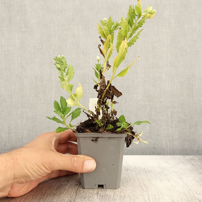 Esemplare di Aster ageratoides Ashvi Vasetto da 8/9 cm come consegnato in autunno