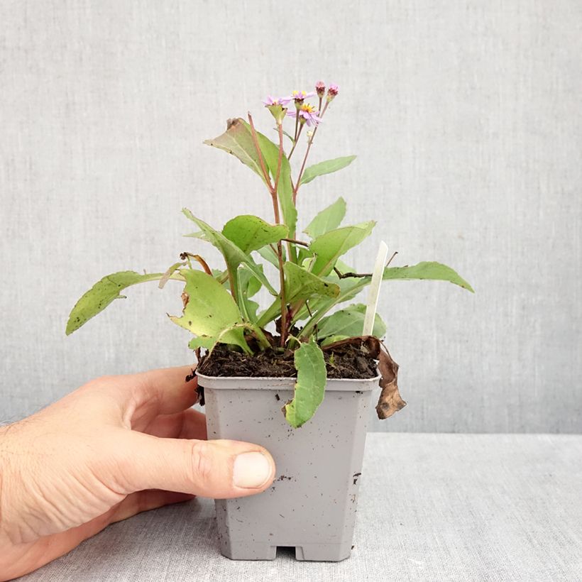 Esemplare di Aster ageratoides Harry Schmidt Vasetto da 8/9 cm come consegnato in autunno