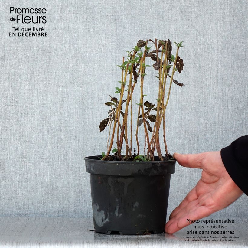 Esemplare di Aster ageratoides Stardust Pot de 2L/3L come consegnato in autunno