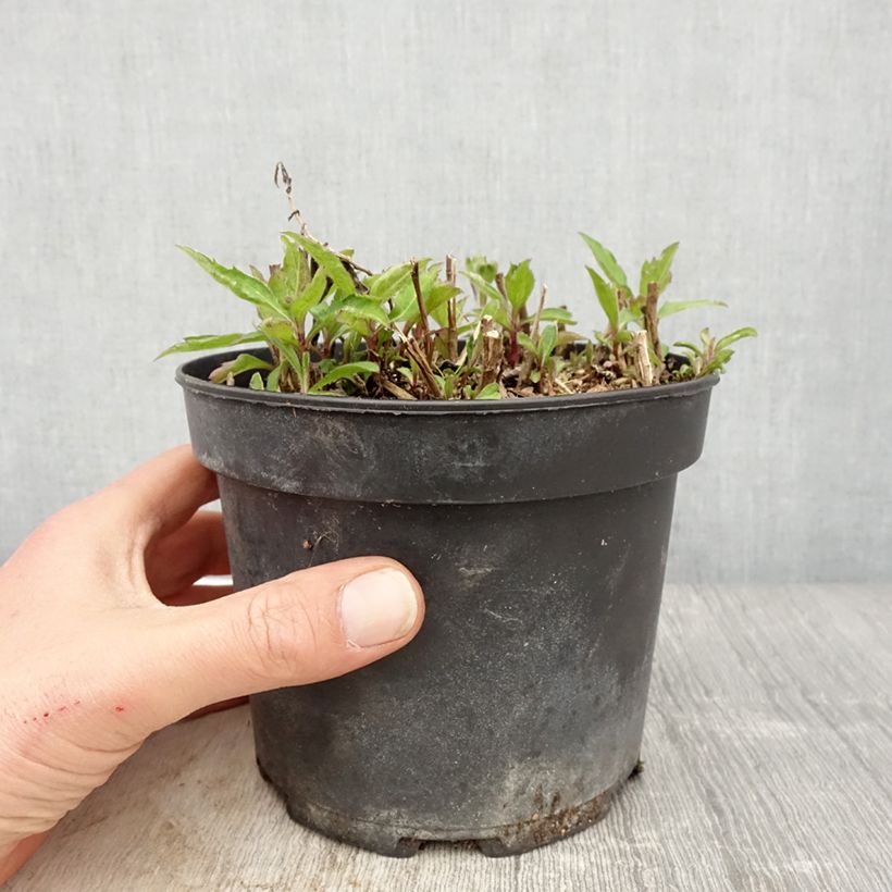 Example of Aster ageratoides Stardust Vaso da 2L/3L as you get in printemps