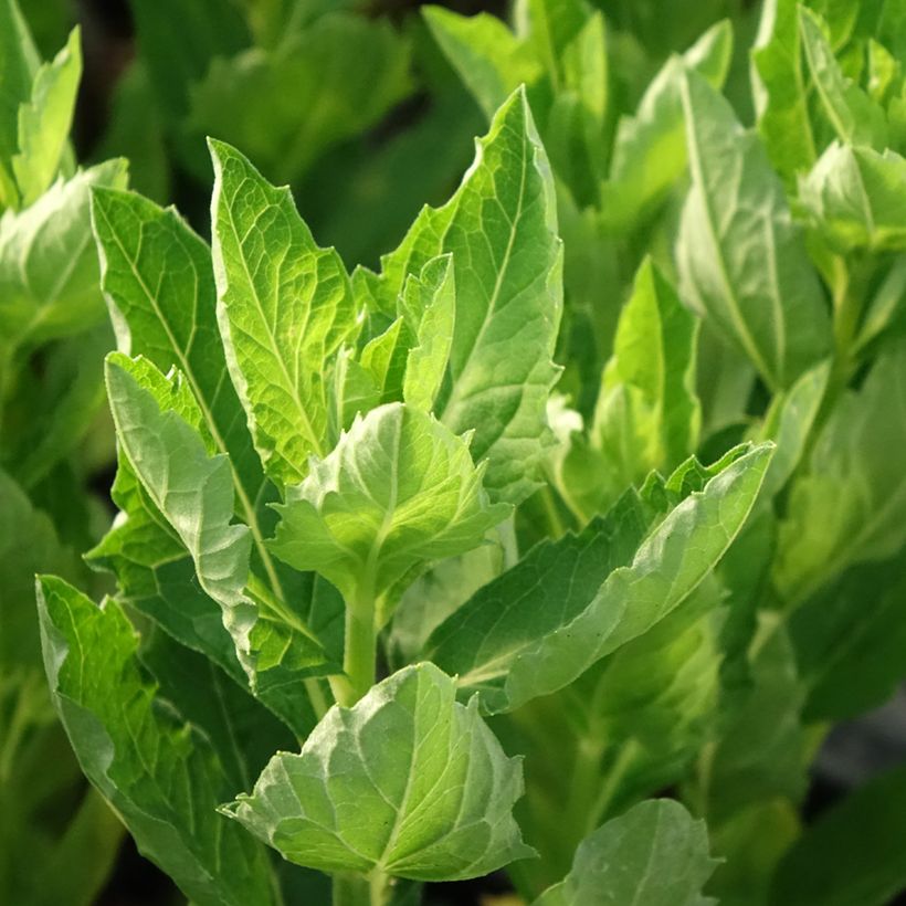 Aster ageratoides Starshine (Fogliame)