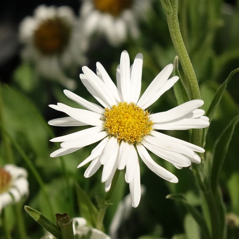 Aster alpinus Albus - Astro alpino (Flowering)