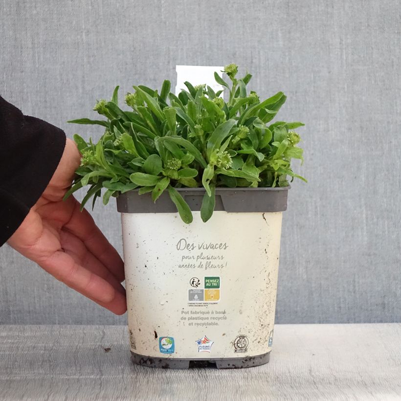Example of Aster alpinus Albus - Astro alpino Vaso da 2L/3L as you get in printemps