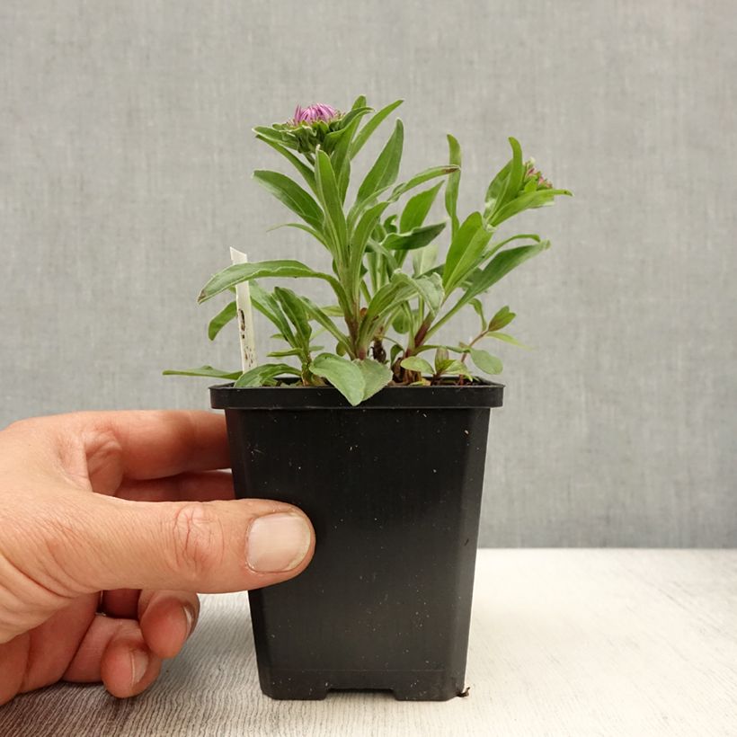 Aster alpinus Blue Beauty - Astro alpino Vasetto da 8/9 cm esemplare consegnato in primavera