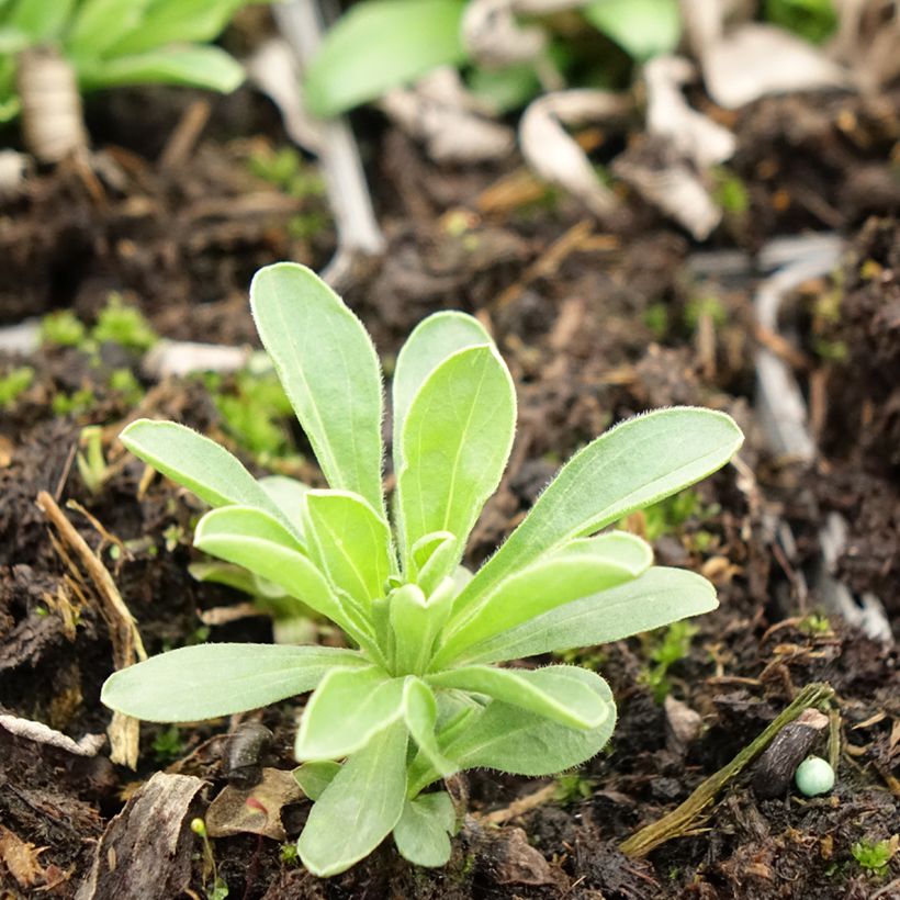 Aster alpinus Goliath - Astro alpino (Fogliame)