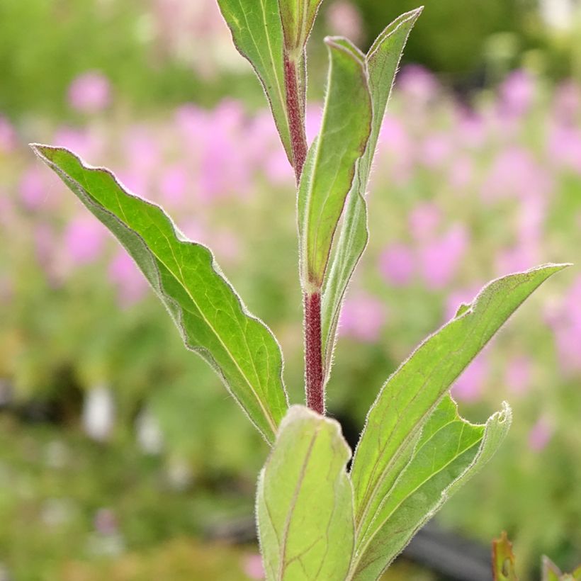 Aster amellus Blue King - Astro di Virgilio (Fogliame)