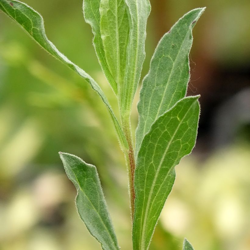 Aster amellus King George - Astro di Virgilio (Fogliame)