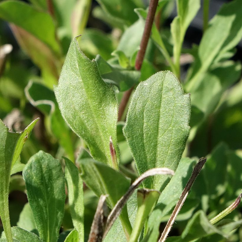 Aster amellus Rudolf Goethe - Astro di Virgilio (Fogliame)