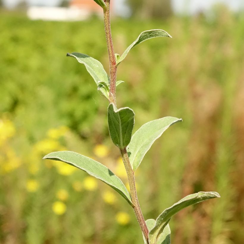 Aster amellus Sonia - Astro di Virgilio (Foliage)