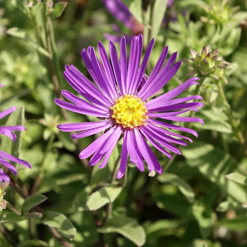 Aster amellus Veilchenkönigin - Violet Queen - Astro di Virgilio (Flowering)