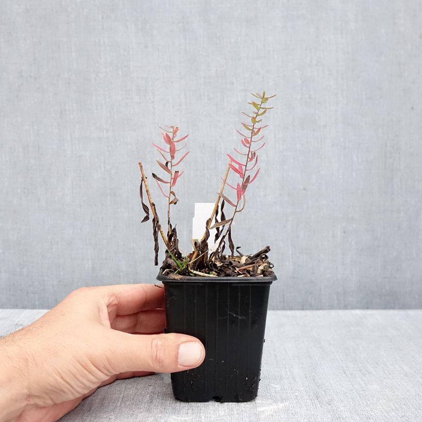 Esemplare di Aster amethystinus Kylie Vasetto da 8/9 cm come consegnato in autunno