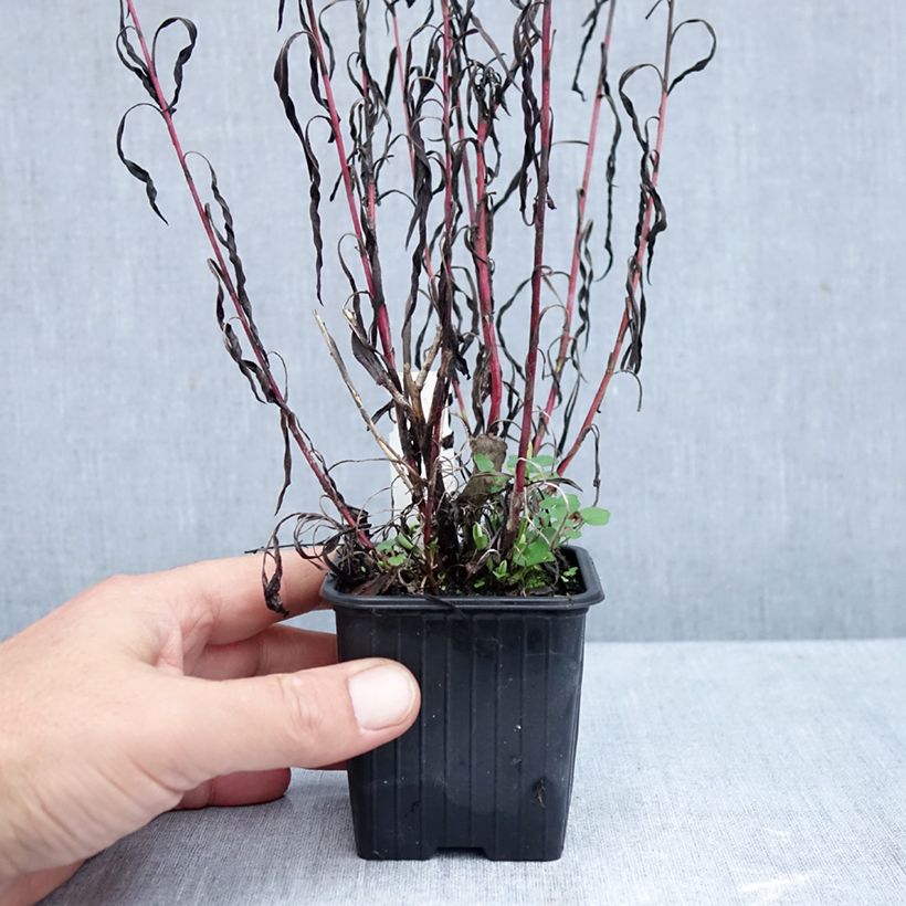 Esemplare di Aster datschii Vasetto da 8/9 cm come consegnato in autunno