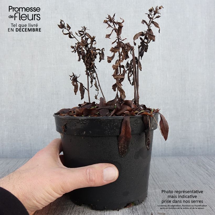 Esemplare di Aster dumosus Anneke - Aster nain Pot de 1,5L/2L come consegnato in autunno