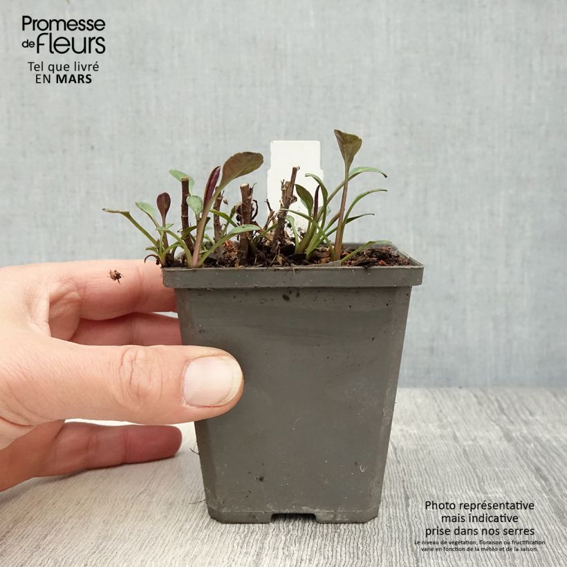 Aster dumosus Anneke Vasetto da 8/9 cm esemplare consegnato in primavera