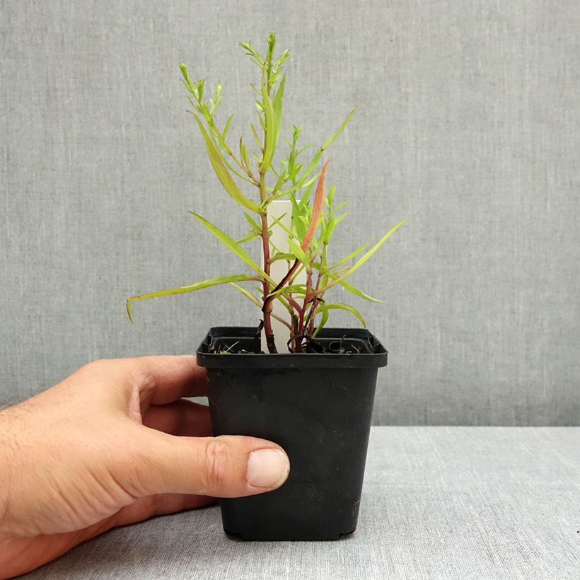 Esemplare di Aster dumosus Heinz-Richard Vasetto da 8/9 cm consegnato in estate