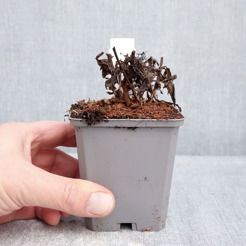 Aster dumosus Jenny Vasetto da 8/9 cm esemplare consegnato in inverno