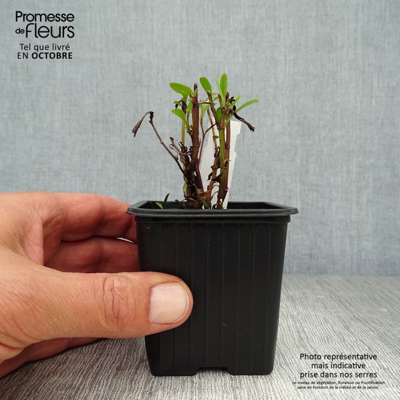 Esemplare di Aster dumosus Marjorie Vasetto da 8/9 cm come consegnato in autunno