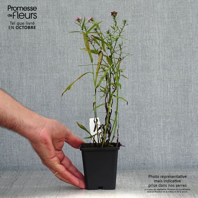 Esemplare di Aster dumosus Peter Harrison Vasetto da 8/9 cm come consegnato in autunno