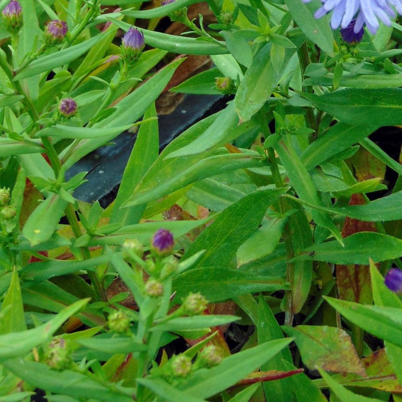 Aster dumosus Professeur Anton Kippenberg (Foliage)